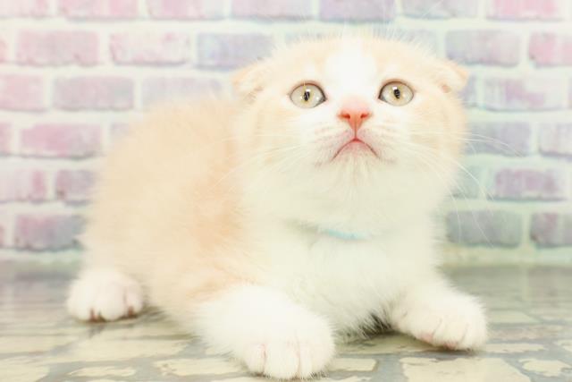 東京都のスコティッシュフォールド (Coo&RIKU新宿三丁目店/2026年1月10日生まれ/男の子/クリームタビーホワイト)の子猫の3枚目の画像