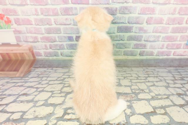 東京都のスコティッシュフォールド (Coo&RIKU新宿三丁目店/2026年1月10日生まれ/男の子/クリームタビーホワイト)の子猫の4枚目の画像