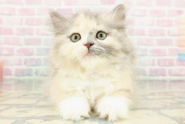 東京都のラガマフィン (Coo&RIKU下北沢店/2026年1月7日生まれ/女の子/ダイリュートキャリコ)の子猫の1枚目の画像