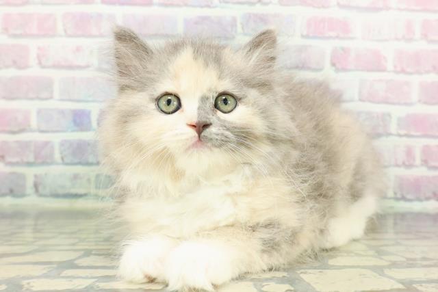 東京都のラガマフィン (Coo&RIKU下北沢店/2026年1月7日生まれ/女の子/ダイリュートキャリコ)の子猫の2枚目の画像