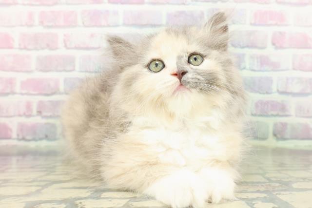 東京都のラガマフィン (Coo&RIKU下北沢店/2026年1月7日生まれ/女の子/ダイリュートキャリコ)の子猫の3枚目の画像