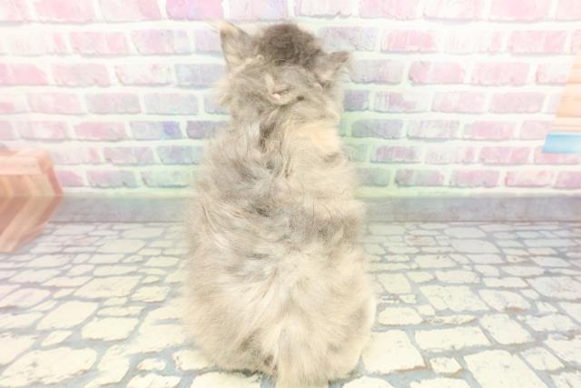 東京都のラガマフィン (Coo&RIKU下北沢店/2026年1月7日生まれ/女の子/ダイリュートキャリコ)の子猫の4枚目の画像