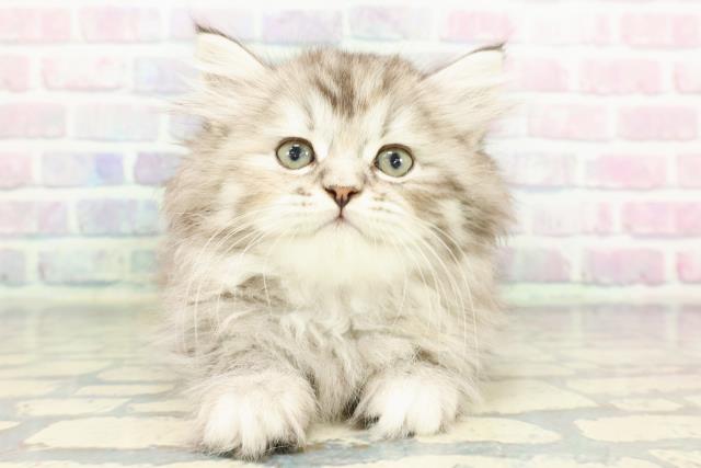 東京都のラガマフィン (Coo&RIKU広尾店/2026年1月7日生まれ/女の子/シルバータビー)の子猫