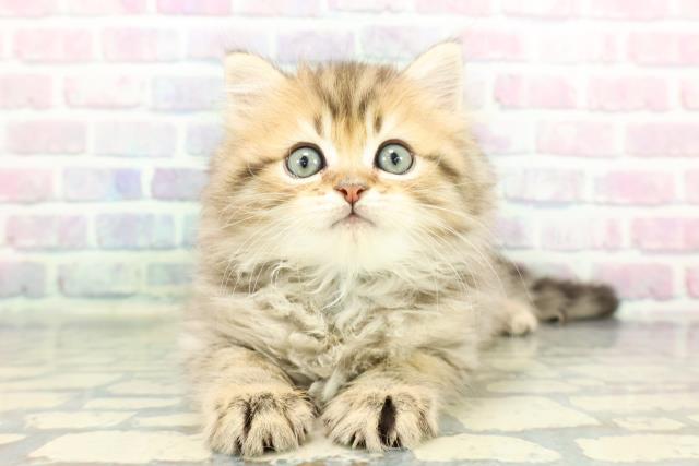 ミヌエット（長足）