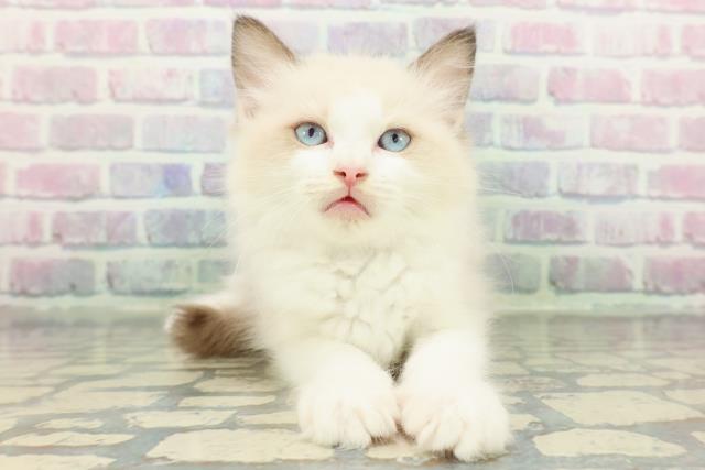 静岡県のラグドール (Coo&RIKU藤枝店/2026年1月10日生まれ/男の子/シールポイントバイカラー)の子猫の1枚目の画像