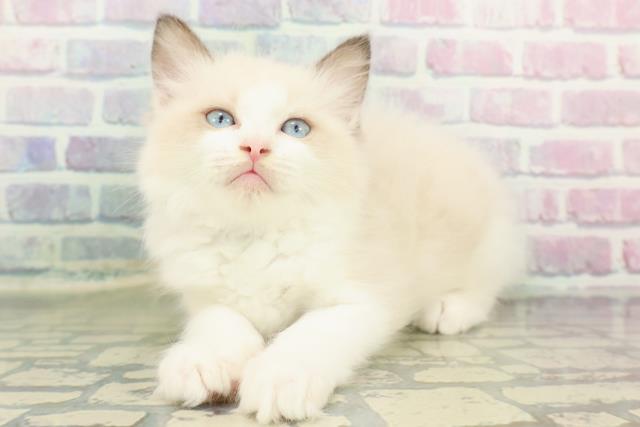 静岡県のラグドール (Coo&RIKU藤枝店/2026年1月10日生まれ/男の子/シールポイントバイカラー)の子猫の2枚目の画像