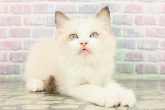 静岡県のラグドール (Coo&RIKU藤枝店/2026年1月10日生まれ/男の子/シールポイントバイカラー)の子猫の3枚目の画像