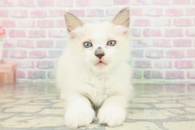 岩手県のラグドール (Coo&RIKU一関店/2026年1月10日生まれ/男の子/ブルーポイントバイカラー)の子猫の1枚目の画像