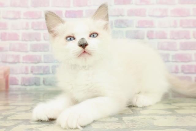 岩手県のラグドール (Coo&RIKU一関店/2026年1月10日生まれ/男の子/ブルーポイントバイカラー)の子猫の2枚目の画像