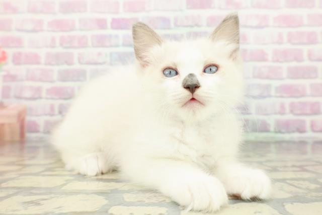 岩手県のラグドール (Coo&RIKU一関店/2026年1月10日生まれ/男の子/ブルーポイントバイカラー)の子猫の3枚目の画像