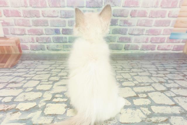 岩手県のラグドール (Coo&RIKU一関店/2026年1月10日生まれ/男の子/ブルーポイントバイカラー)の子猫の4枚目の画像