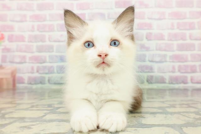 栃木県のラグドール (Coo&RIKUイオンタウン佐野店/2026年1月10日生まれ/女の子/シールポイントバイカラー)の子猫の1枚目の画像