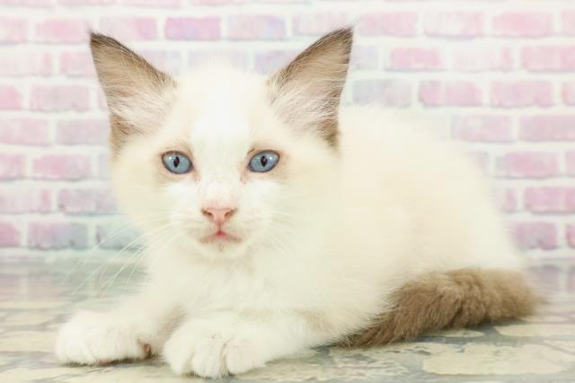 栃木県のラグドール (Coo&RIKUイオンタウン佐野店/2026年1月10日生まれ/女の子/シールポイントバイカラー)の子猫の2枚目の画像