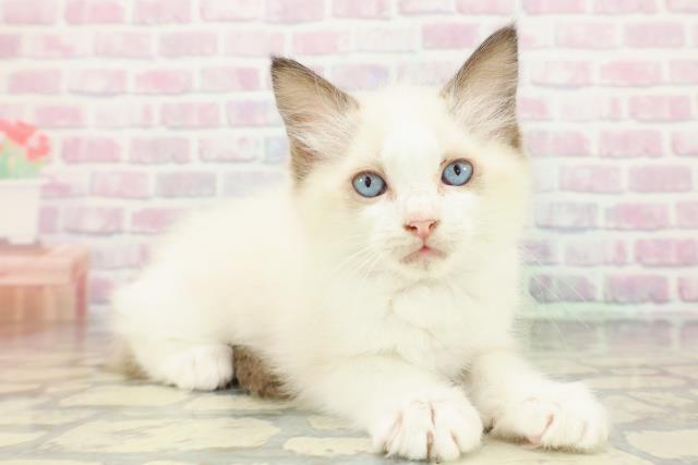 栃木県のラグドール (Coo&RIKUイオンタウン佐野店/2026年1月10日生まれ/女の子/シールポイントバイカラー)の子猫の3枚目の画像