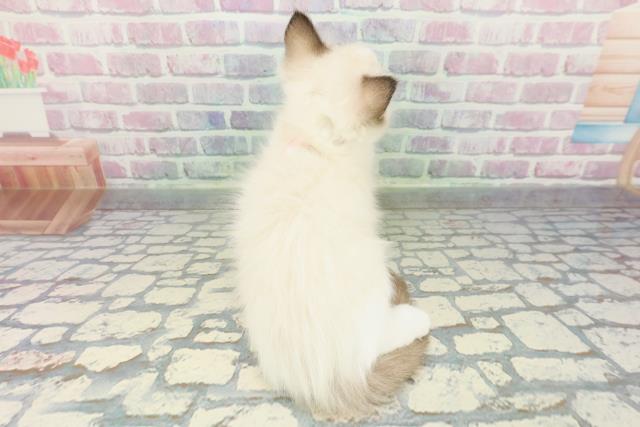 栃木県のラグドール (Coo&RIKUイオンタウン佐野店/2026年1月10日生まれ/女の子/シールポイントバイカラー)の子猫の4枚目の画像