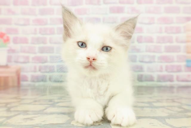 北海道のラグドール (Coo&RIKU北見店/2026年1月10日生まれ/女の子/ブルーポイントバイカラー)の子猫