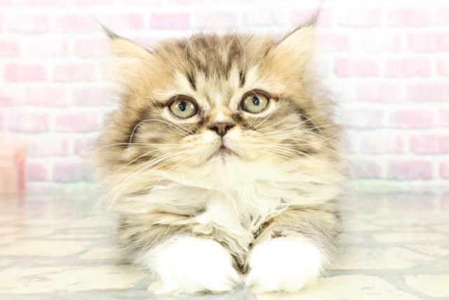 東京都のミヌエット (Coo&RIKU自由が丘店/2026年1月7日生まれ/女の子/ブラウンタビーホワイト)の子猫の1枚目の画像