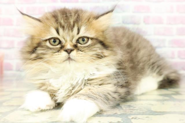 東京都のミヌエット (Coo&RIKU自由が丘店/2026年1月7日生まれ/女の子/ブラウンタビーホワイト)の子猫の2枚目の画像