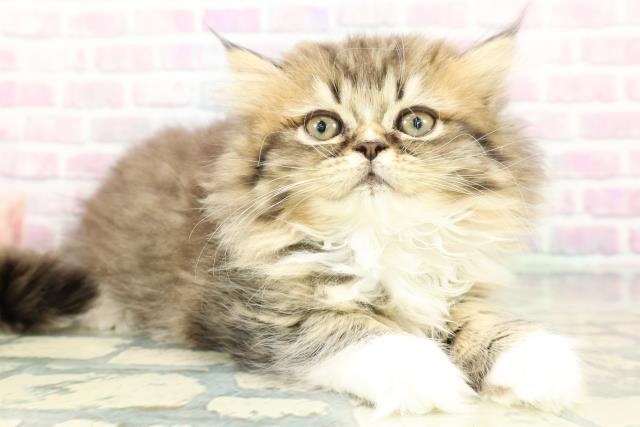 東京都のミヌエット (Coo&RIKU自由が丘店/2026年1月7日生まれ/女の子/ブラウンタビーホワイト)の子猫の3枚目の画像