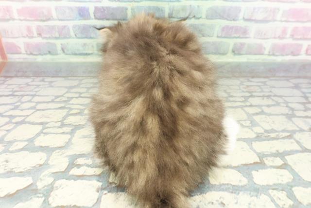 東京都のミヌエット (Coo&RIKU自由が丘店/2026年1月7日生まれ/女の子/ブラウンタビーホワイト)の子猫の4枚目の画像