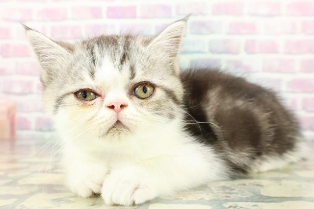 静岡県のミヌエット (Coo&RIKU藤枝店/2026年1月7日生まれ/男の子/シルバータビーホワイト)の子猫の2枚目の画像