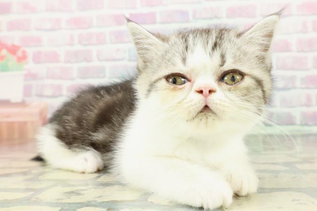 静岡県のミヌエット (Coo&RIKU藤枝店/2026年1月7日生まれ/男の子/シルバータビーホワイト)の子猫の3枚目の画像