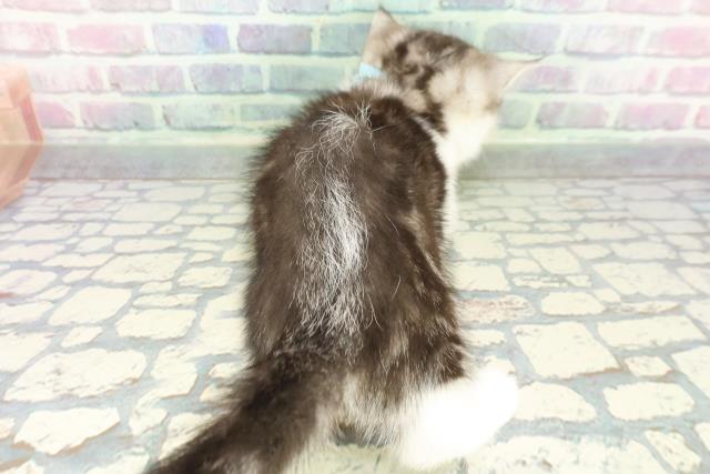 静岡県のミヌエット (Coo&RIKU藤枝店/2026年1月7日生まれ/男の子/シルバータビーホワイト)の子猫の4枚目の画像