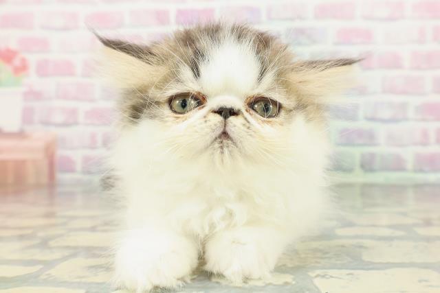 東京都のミヌエット (Coo&RIKU阿佐ヶ谷店/2026年1月7日生まれ/男の子/ブラウンタビーホワイト)の子猫の1枚目の画像