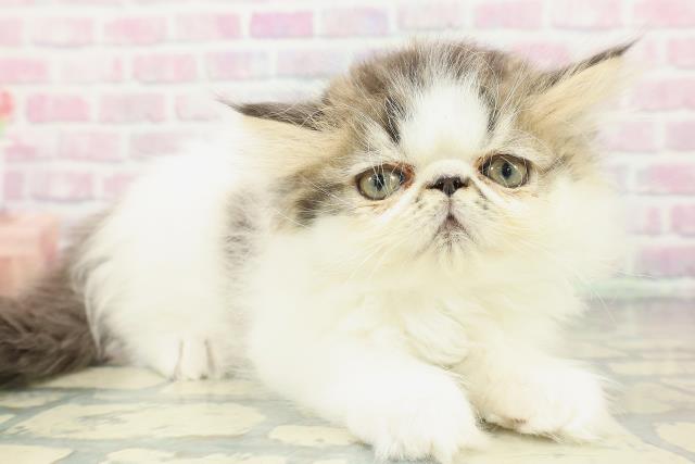 東京都のミヌエット (Coo&RIKU阿佐ヶ谷店/2026年1月7日生まれ/男の子/ブラウンタビーホワイト)の子猫の3枚目の画像