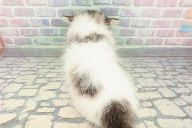 東京都のミヌエット (Coo&RIKU阿佐ヶ谷店/2026年1月7日生まれ/男の子/ブラウンタビーホワイト)の子猫の4枚目の画像