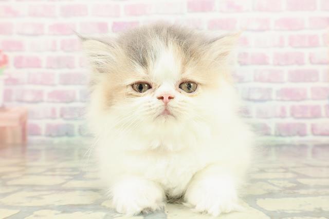 東京都のミヌエット (Coo&RIKU広尾店/2026年1月7日生まれ/女の子/ダイリュートキャリコ)の子猫