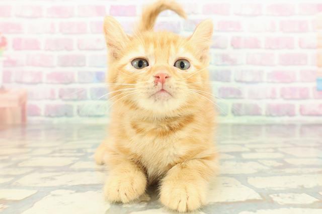 岩手県のアメリカンカール (Coo&RIKU一関店/2026年1月3日生まれ/男の子/レッドタビー)の子猫の1枚目の画像