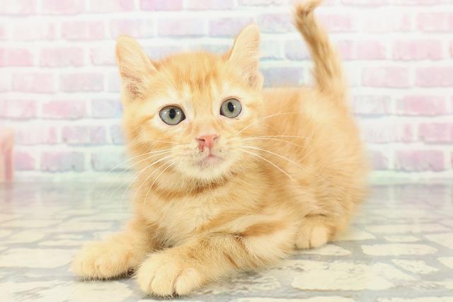 岩手県のアメリカンカール (Coo&RIKU一関店/2026年1月3日生まれ/男の子/レッドタビー)の子猫の2枚目の画像