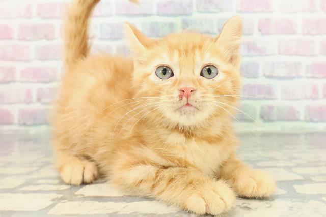 岩手県のアメリカンカール (Coo&RIKU一関店/2026年1月3日生まれ/男の子/レッドタビー)の子猫の3枚目の画像