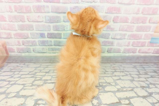 岩手県のアメリカンカール (Coo&RIKU一関店/2026年1月3日生まれ/男の子/レッドタビー)の子猫の4枚目の画像