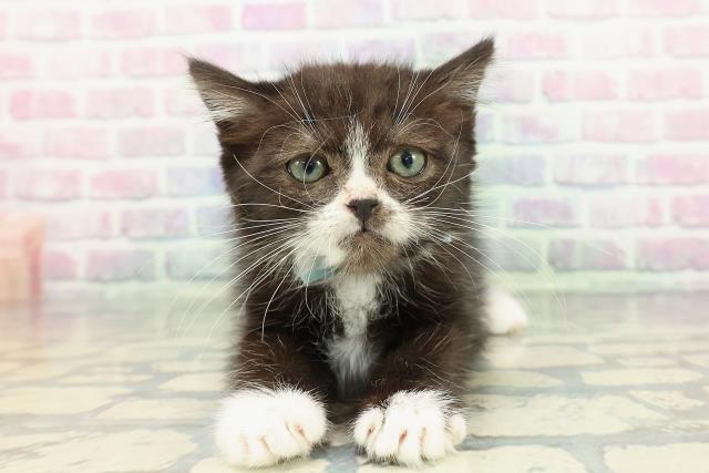 埼玉県のスコティッシュフォールド (Coo&RIKU川越店/2025年12月19日生まれ/男の子/ブラックホワイト)の子猫の1枚目の画像