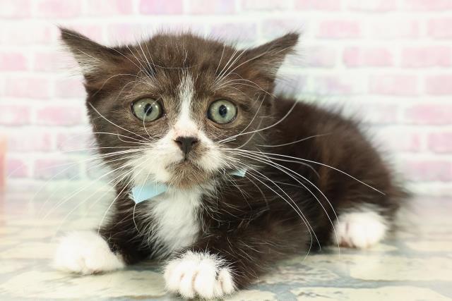 埼玉県のスコティッシュフォールド (Coo&RIKU川越店/2025年12月19日生まれ/男の子/ブラックホワイト)の子猫の2枚目の画像