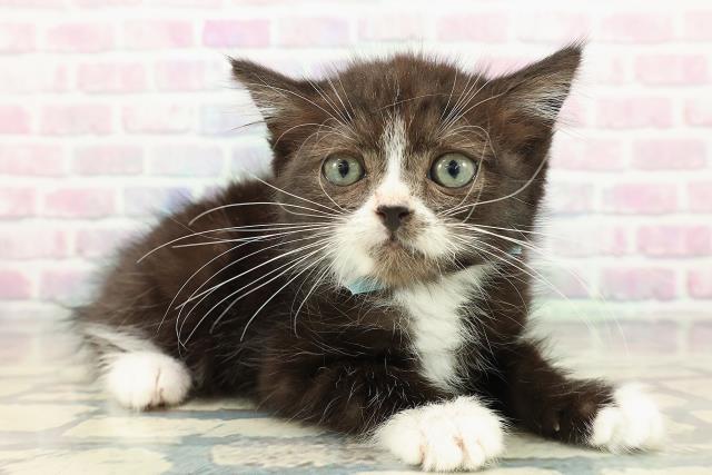 埼玉県のスコティッシュフォールド (Coo&RIKU川越店/2025年12月19日生まれ/男の子/ブラックホワイト)の子猫の3枚目の画像