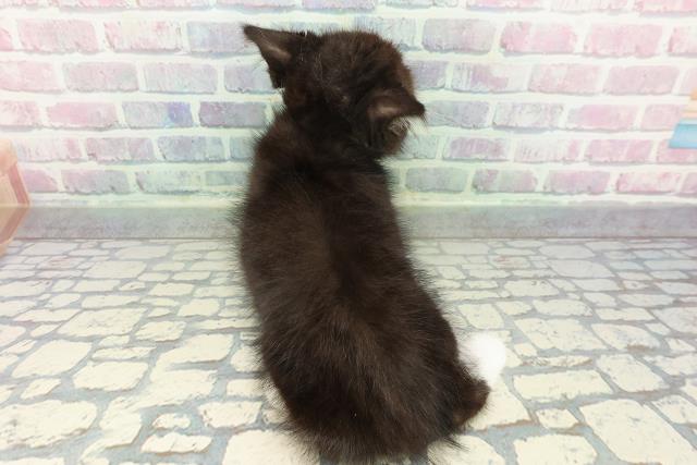 埼玉県のスコティッシュフォールド (Coo&RIKU川越店/2025年12月19日生まれ/男の子/ブラックホワイト)の子猫の4枚目の画像