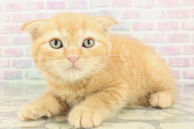 栃木県のスコティッシュフォールド (Coo&RIKUイオンタウン佐野店/2026年1月10日生まれ/男の子/レッドタビー)の子猫の2枚目の画像