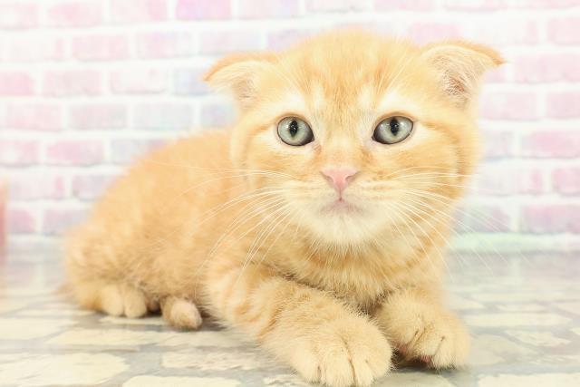 栃木県のスコティッシュフォールド (Coo&RIKUイオンタウン佐野店/2026年1月10日生まれ/男の子/レッドタビー)の子猫の3枚目の画像