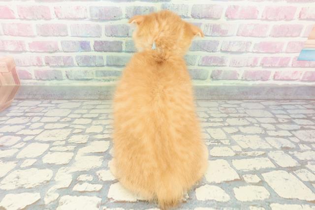 栃木県のスコティッシュフォールド (Coo&RIKUイオンタウン佐野店/2026年1月10日生まれ/男の子/レッドタビー)の子猫の4枚目の画像