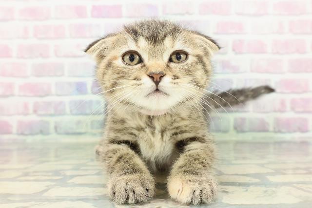 スコティッシュフォールド