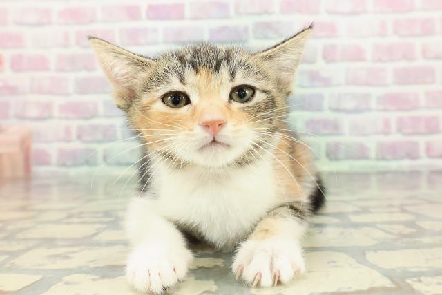 静岡県のマンチカン (Coo&RIKU藤枝店/2026年1月10日生まれ/女の子/ブラウンパッチドタビーホワイト)の子猫の1枚目の画像