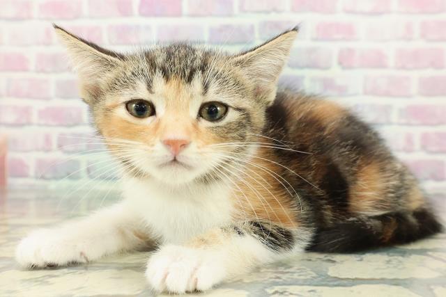 静岡県のマンチカン (Coo&RIKU藤枝店/2026年1月10日生まれ/女の子/ブラウンパッチドタビーホワイト)の子猫の2枚目の画像