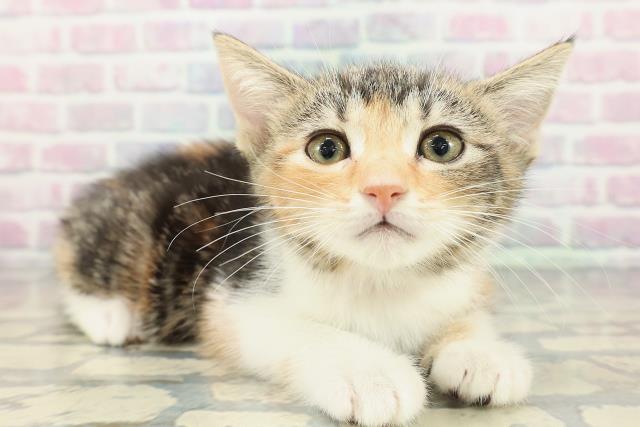 静岡県のマンチカン (Coo&RIKU藤枝店/2026年1月10日生まれ/女の子/ブラウンパッチドタビーホワイト)の子猫の3枚目の画像