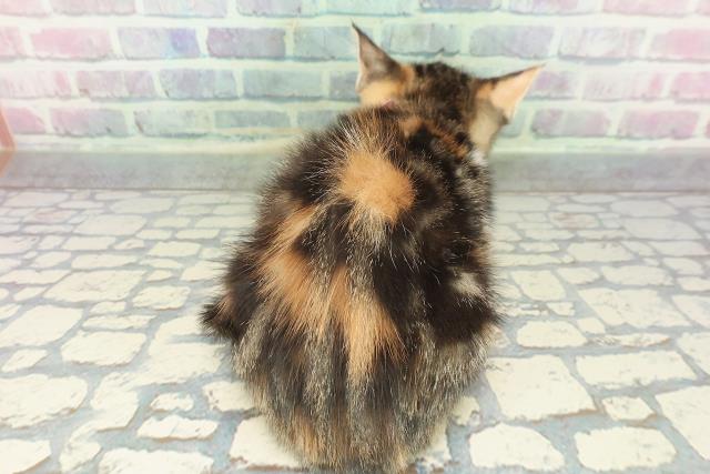 静岡県のマンチカン (Coo&RIKU藤枝店/2026年1月10日生まれ/女の子/ブラウンパッチドタビーホワイト)の子猫の4枚目の画像