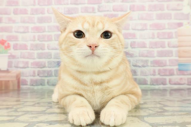 青森県のアメリカンショートヘアー (Coo&RIKU八戸店/2025年8月2日生まれ/男の子/レッドタビー)の子猫の1枚目の画像