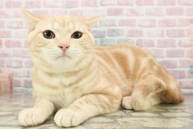 青森県のアメリカンショートヘアー (Coo&RIKU八戸店/2025年8月2日生まれ/男の子/レッドタビー)の子猫の2枚目の画像