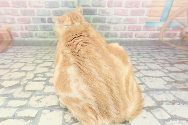 青森県のアメリカンショートヘアー (Coo&RIKU八戸店/2025年8月2日生まれ/男の子/レッドタビー)の子猫の4枚目の画像